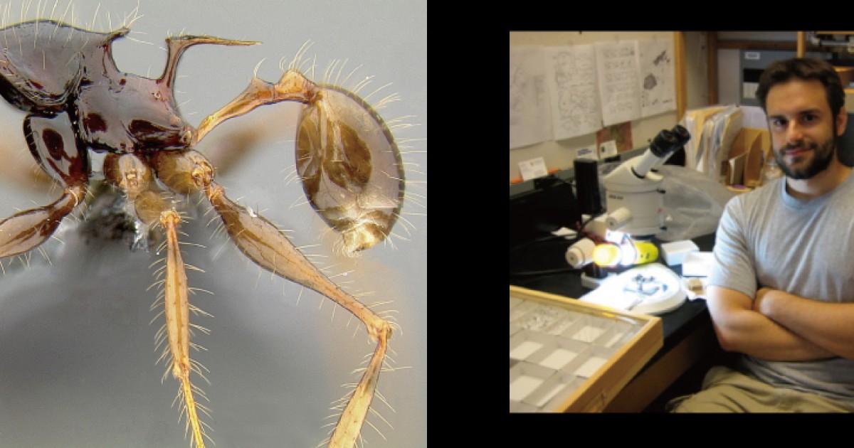 世界を征服したアリたち | 沖縄科学技術大学院大学（OIST）